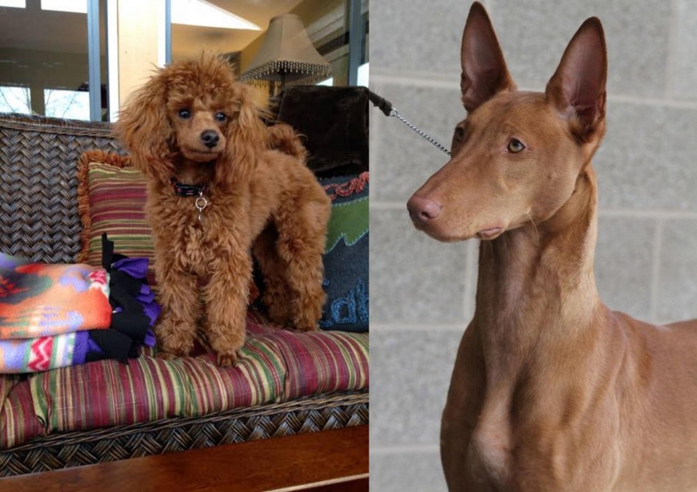 Pharaoh Hound vs Miniature Poodle - Breed Comparison