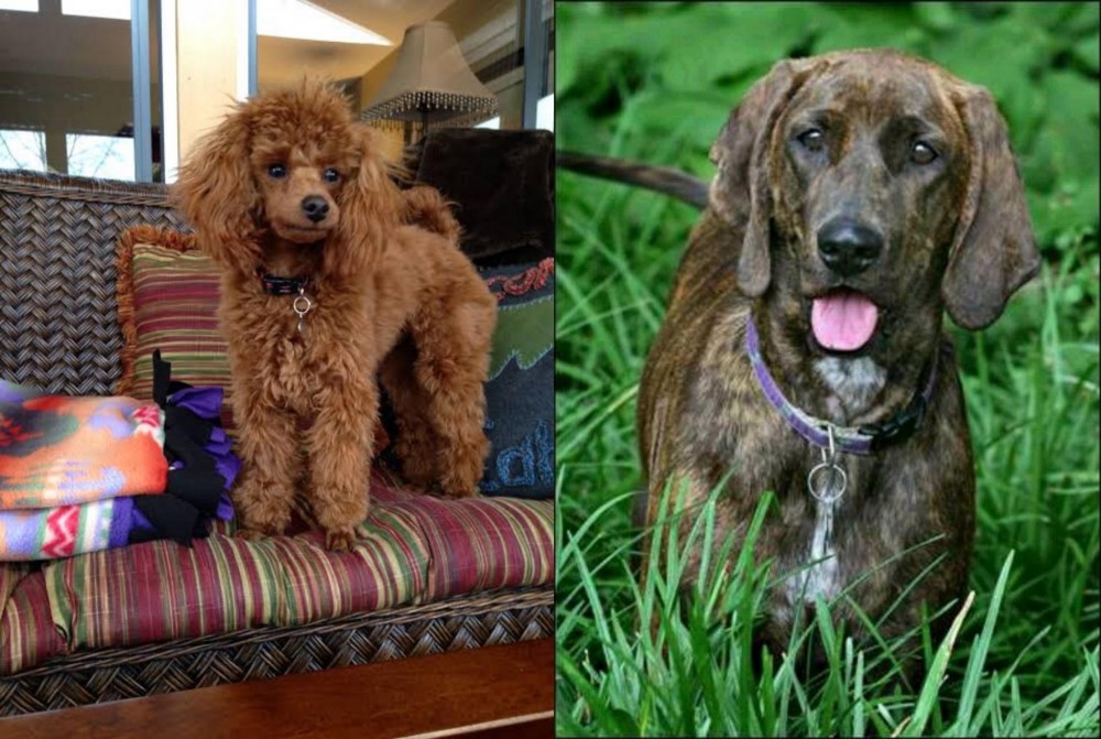 Plott Hound vs Miniature Poodle - Breed Comparison