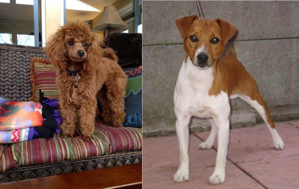 Plummer Terrier vs Miniature Poodle - Breed Comparison