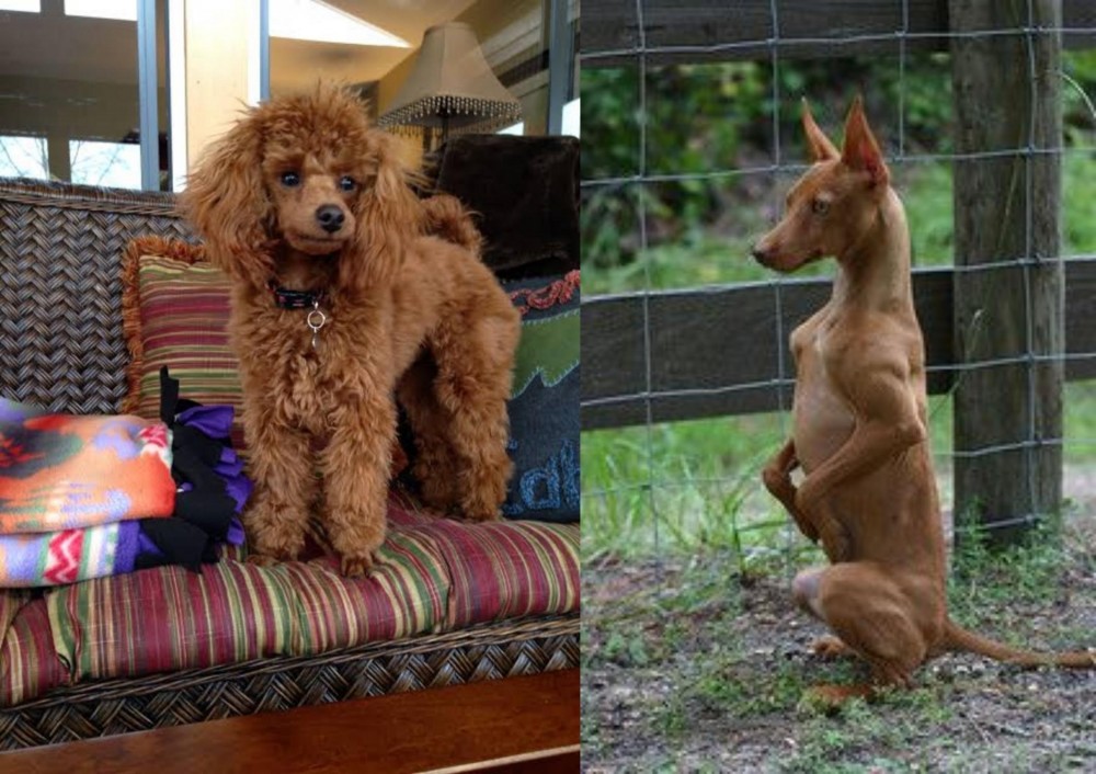 Podenco Andaluz vs Miniature Poodle - Breed Comparison
