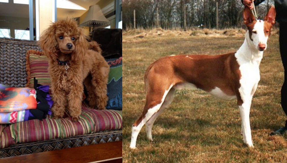 Podenco Canario vs Miniature Poodle - Breed Comparison