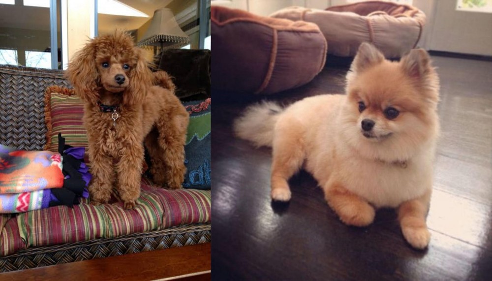 Pomeranian vs Miniature Poodle - Breed Comparison