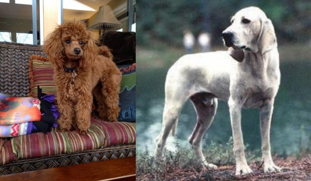 Porcelaine vs Miniature Poodle - Breed Comparison