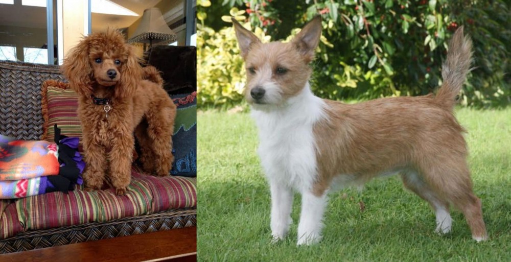 Portuguese Podengo vs Miniature Poodle - Breed Comparison