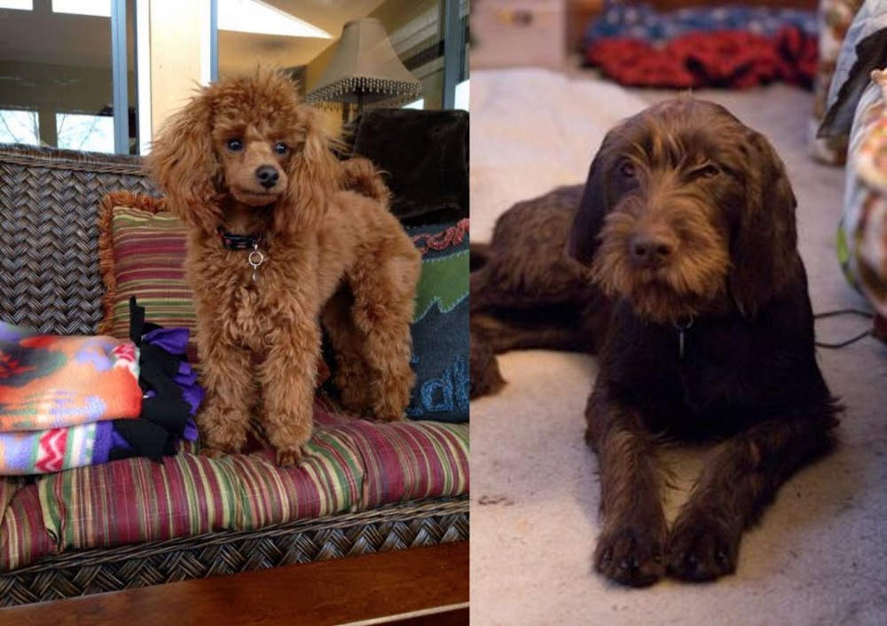 Pudelpointer vs Miniature Poodle - Breed Comparison