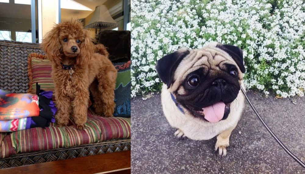 Pug vs Miniature Poodle - Breed Comparison