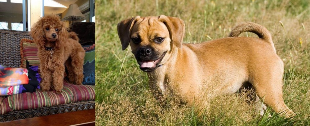 Puggle vs Miniature Poodle - Breed Comparison