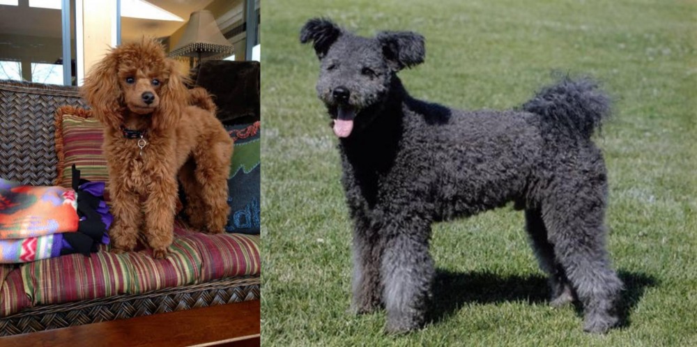 Pumi vs Miniature Poodle - Breed Comparison