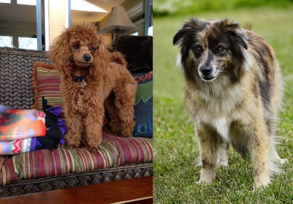 Pyrenean Shepherd vs Miniature Poodle - Breed Comparison