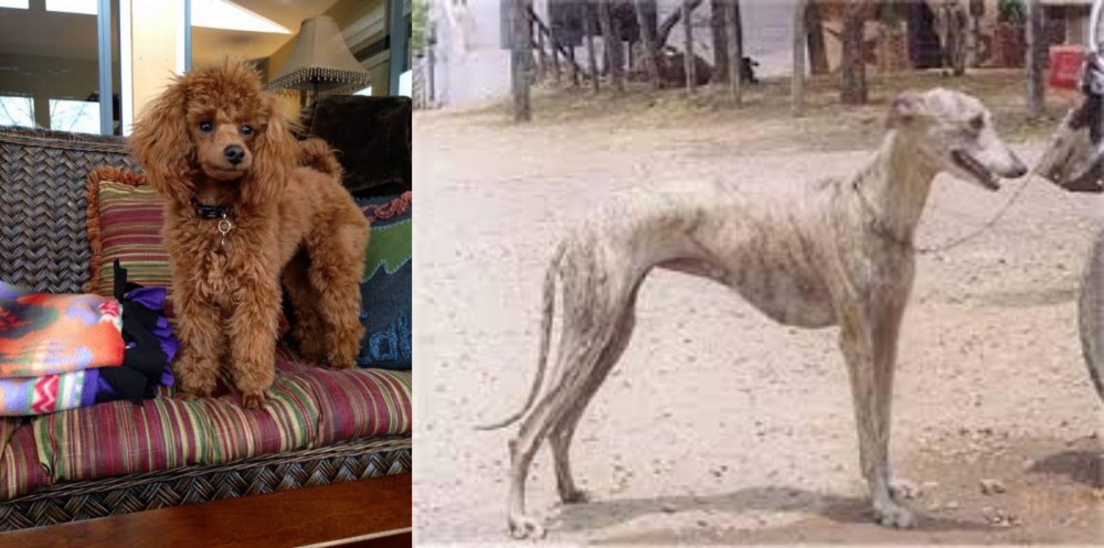 Rampur Greyhound vs Miniature Poodle - Breed Comparison