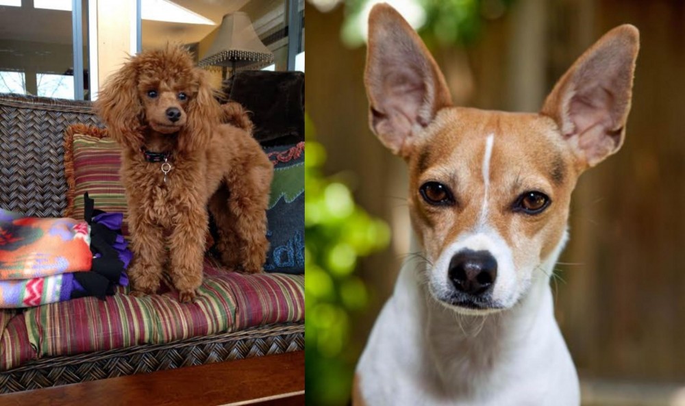 Rat Terrier vs Miniature Poodle - Breed Comparison