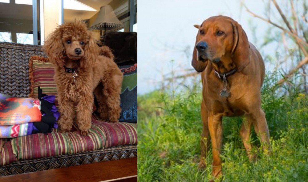 Redbone Coonhound vs Miniature Poodle - Breed Comparison