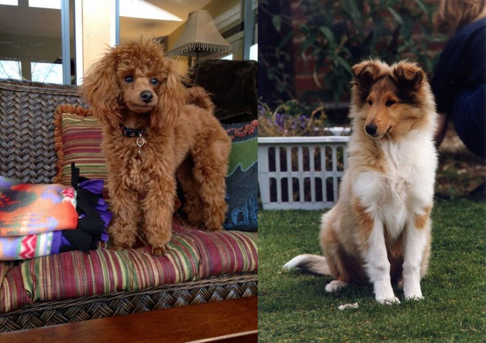Rough Collie vs Miniature Poodle - Breed Comparison