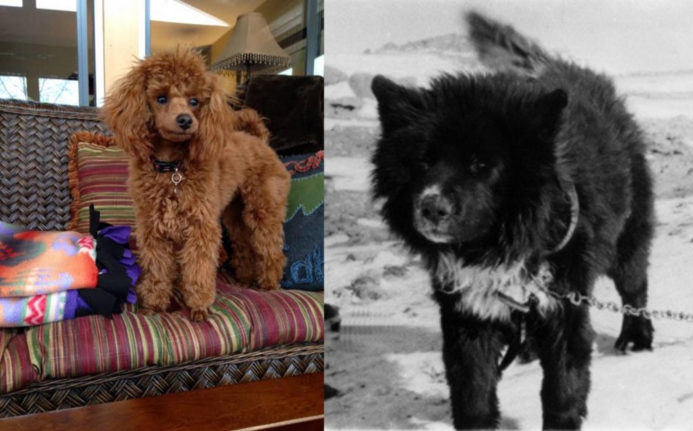 Sakhalin Husky vs Miniature Poodle - Breed Comparison