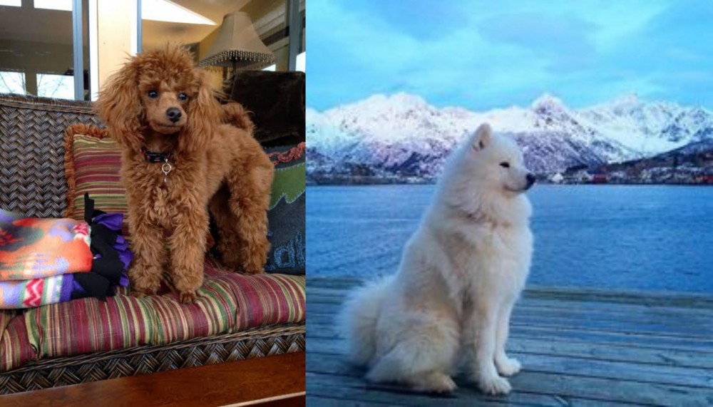 Samoyed vs Miniature Poodle - Breed Comparison