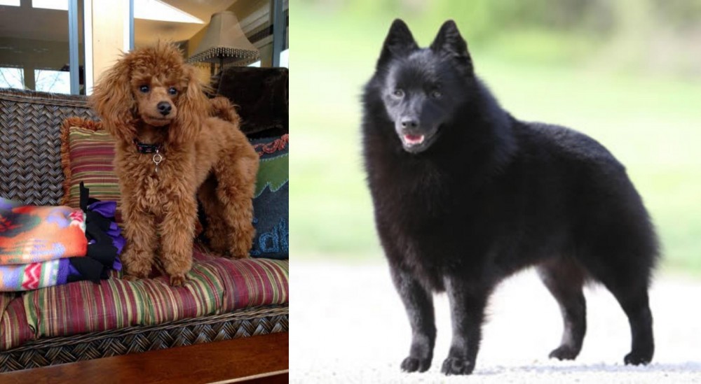 Schipperke vs Miniature Poodle - Breed Comparison