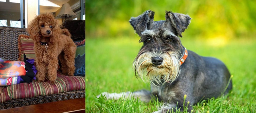 Schnauzer vs Miniature Poodle - Breed Comparison
