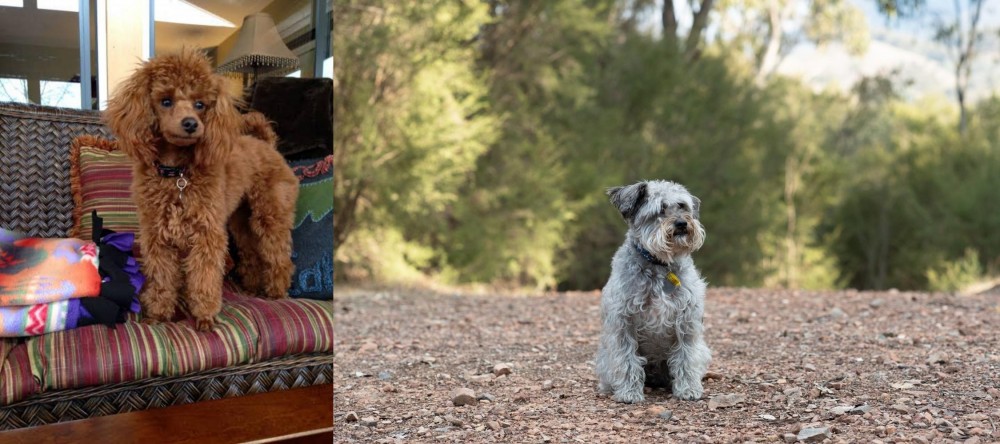 Schnoodle vs Miniature Poodle - Breed Comparison