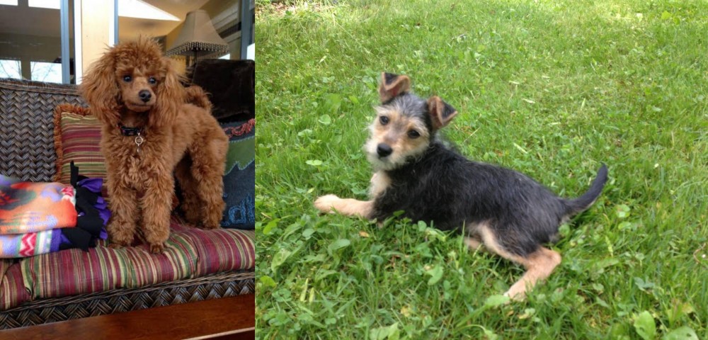 Schnorkie vs Miniature Poodle - Breed Comparison
