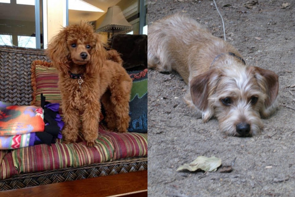 Schweenie vs Miniature Poodle - Breed Comparison