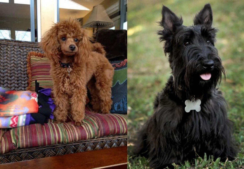 Scoland Terrier vs Miniature Poodle - Breed Comparison