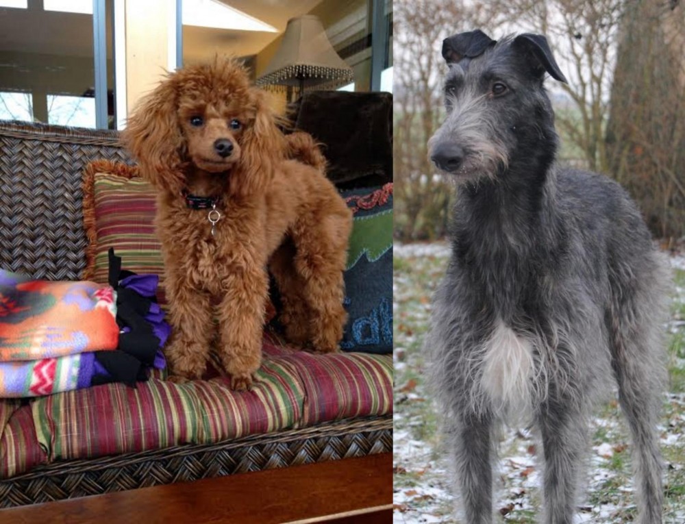 Scottish Deerhound vs Miniature Poodle - Breed Comparison