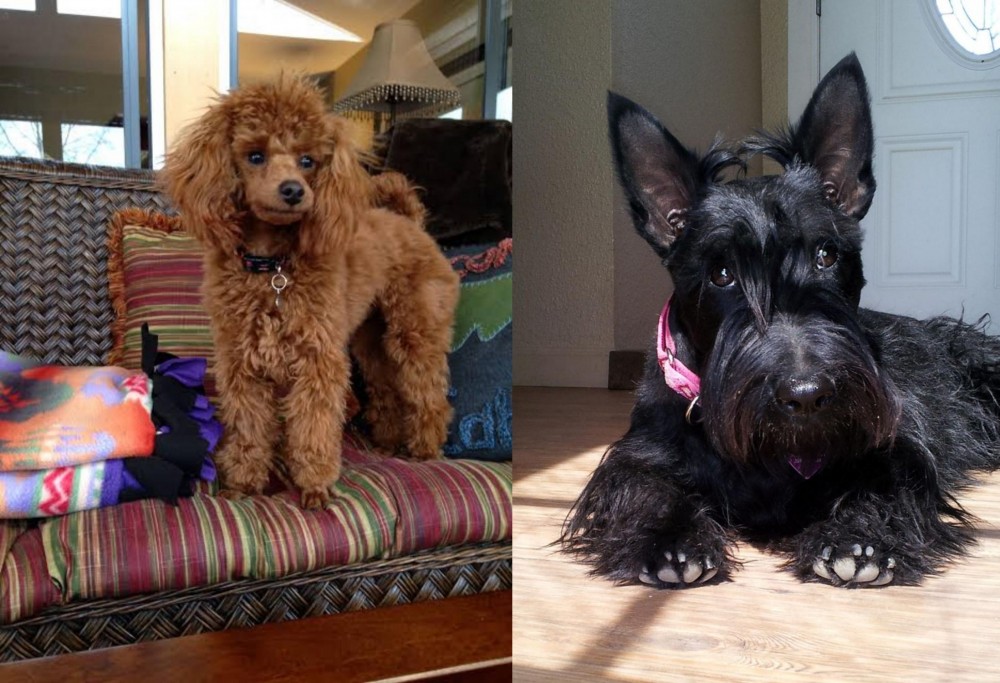 Scottish Terrier vs Miniature Poodle - Breed Comparison