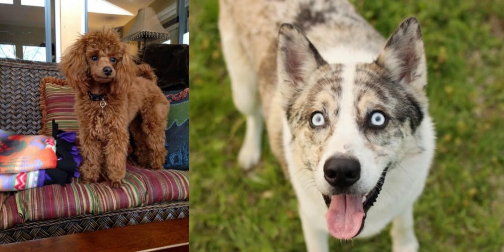 Shepherd Husky vs Miniature Poodle - Breed Comparison