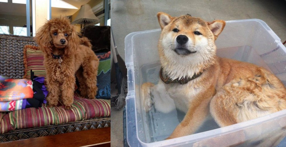 Shiba Inu vs Miniature Poodle - Breed Comparison