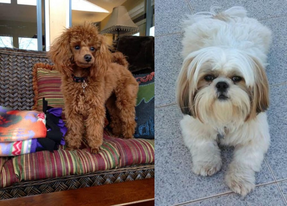 Shih Tzu vs Miniature Poodle - Breed Comparison