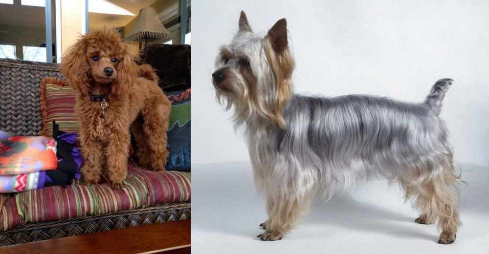 Silky Terrier vs Miniature Poodle - Breed Comparison
