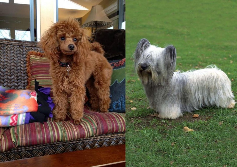 Skye Terrier vs Miniature Poodle - Breed Comparison