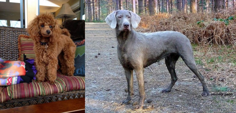 Slovensky Hrubosrsty Stavac vs Miniature Poodle - Breed Comparison