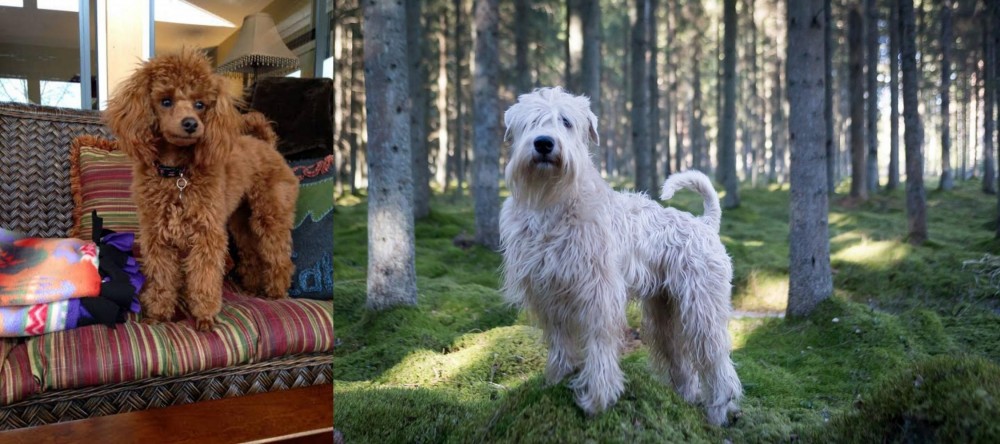 Soft-Coated Wheaten Terrier vs Miniature Poodle - Breed Comparison