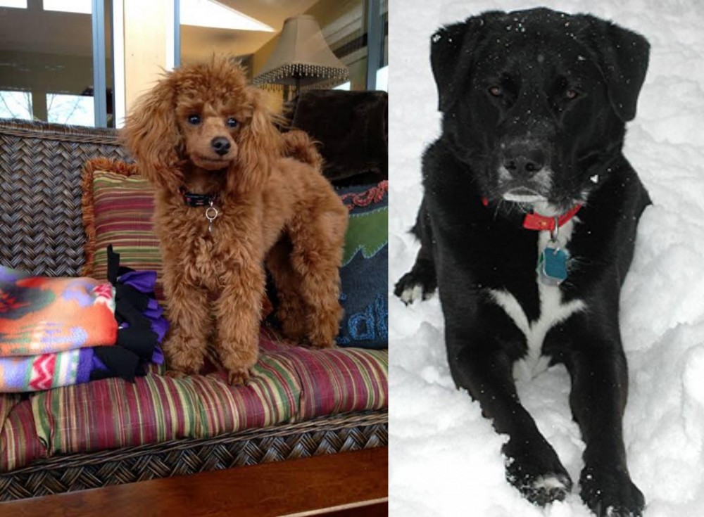 St. John's Water Dog vs Miniature Poodle - Breed Comparison
