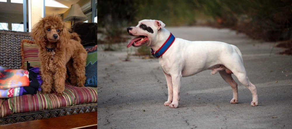 Staffordshire Bull Terrier vs Miniature Poodle - Breed Comparison