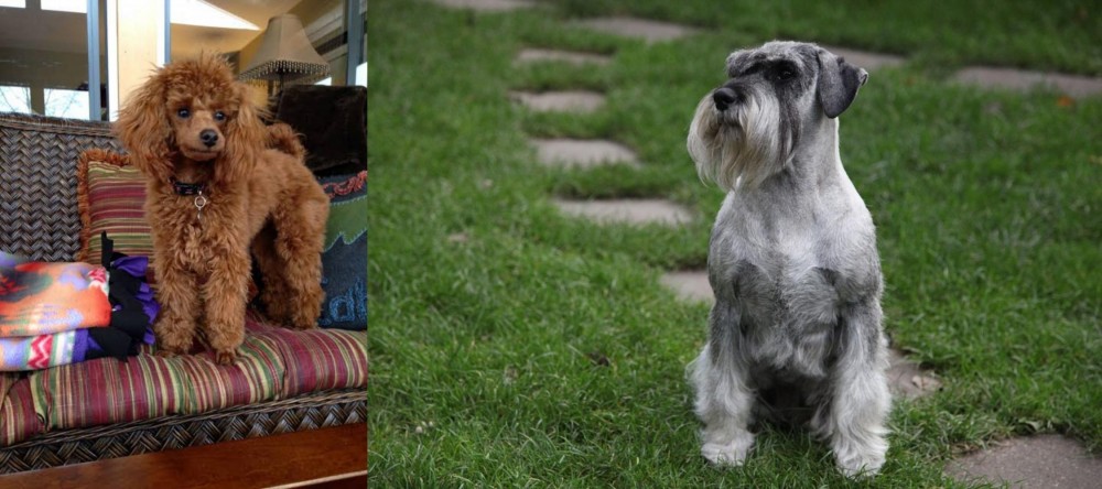 Standard Schnauzer vs Miniature Poodle - Breed Comparison