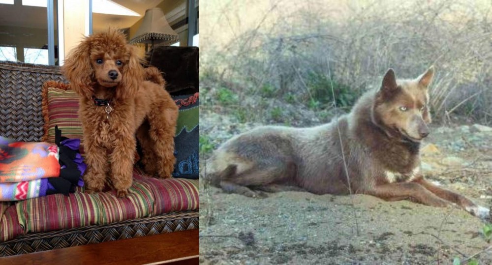 Tahltan Bear Dog vs Miniature Poodle - Breed Comparison