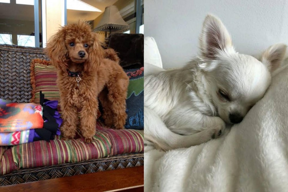 Tea Cup Chihuahua vs Miniature Poodle - Breed Comparison
