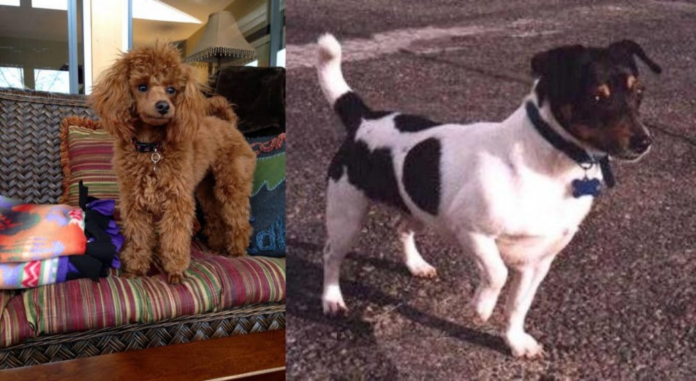 Teddy Roosevelt Terrier vs Miniature Poodle - Breed Comparison