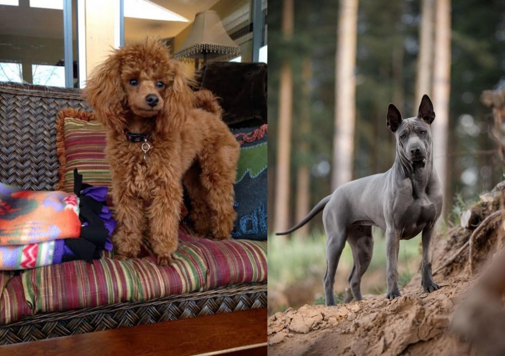Thai Ridgeback vs Miniature Poodle - Breed Comparison