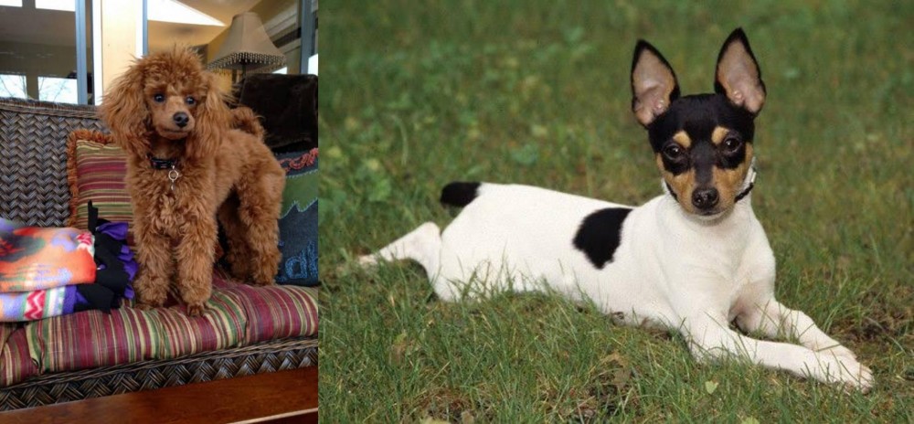 Toy Fox Terrier vs Miniature Poodle - Breed Comparison