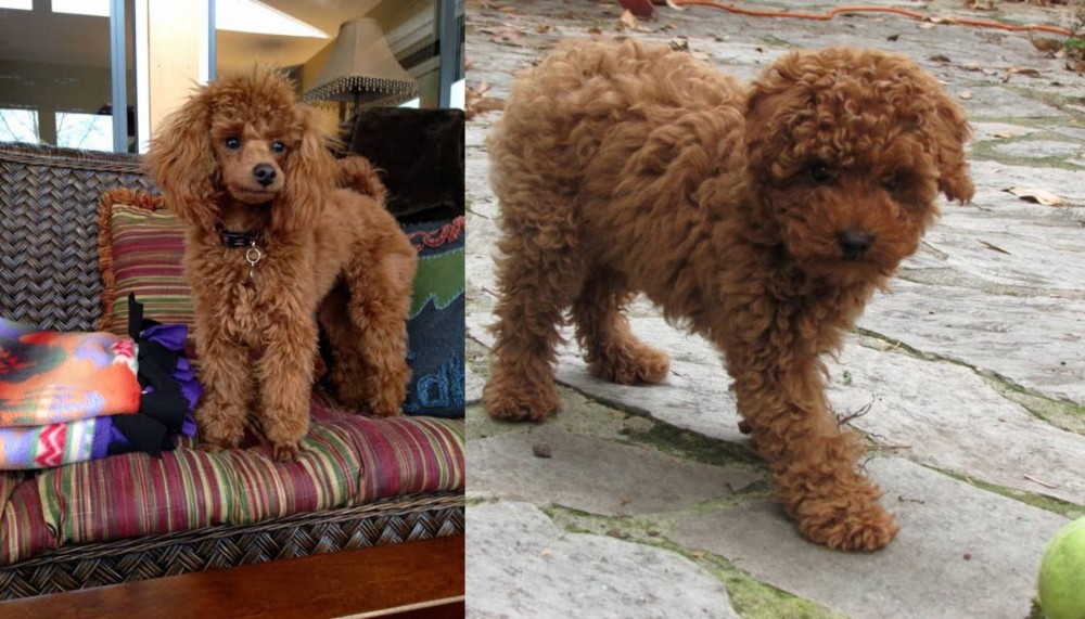 Toy Poodle vs Miniature Poodle - Breed Comparison
