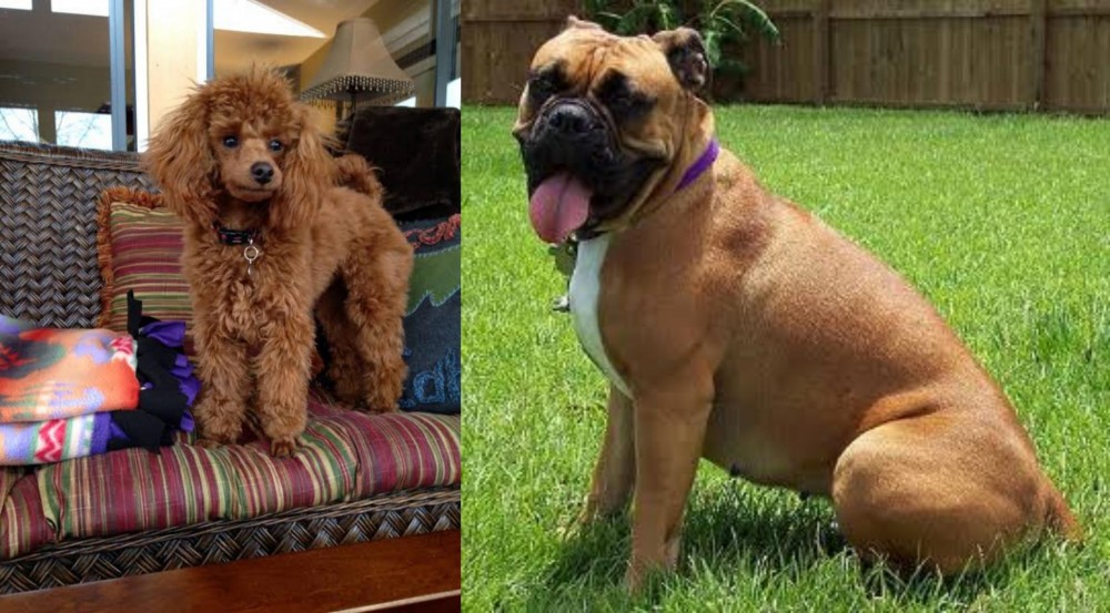 Valley Bulldog vs Miniature Poodle - Breed Comparison