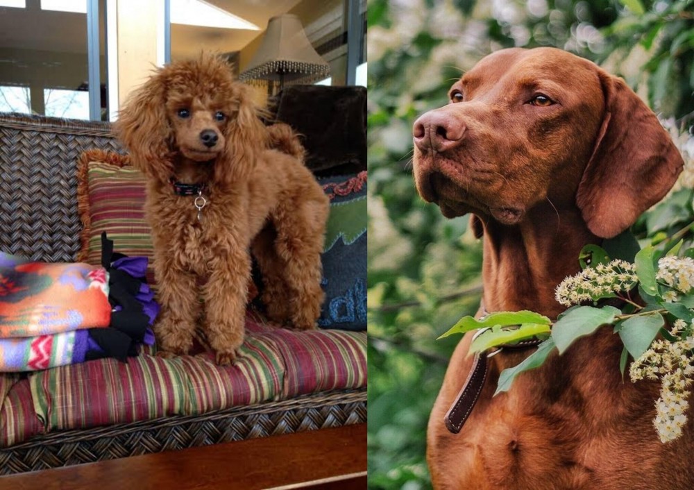 Vizsla vs Miniature Poodle - Breed Comparison