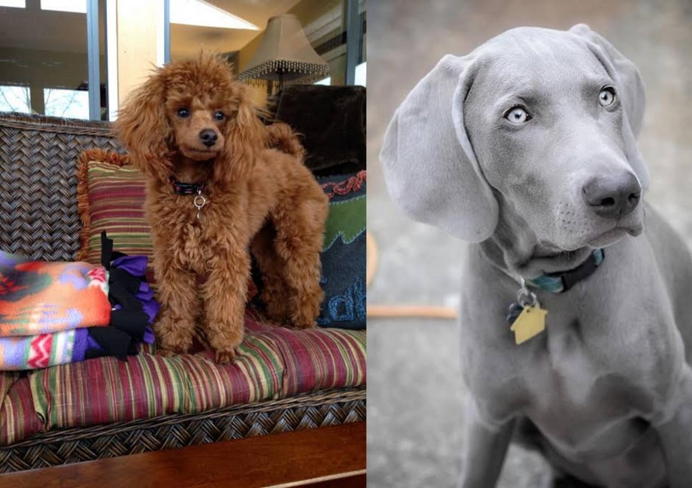 Weimaraner vs Miniature Poodle - Breed Comparison