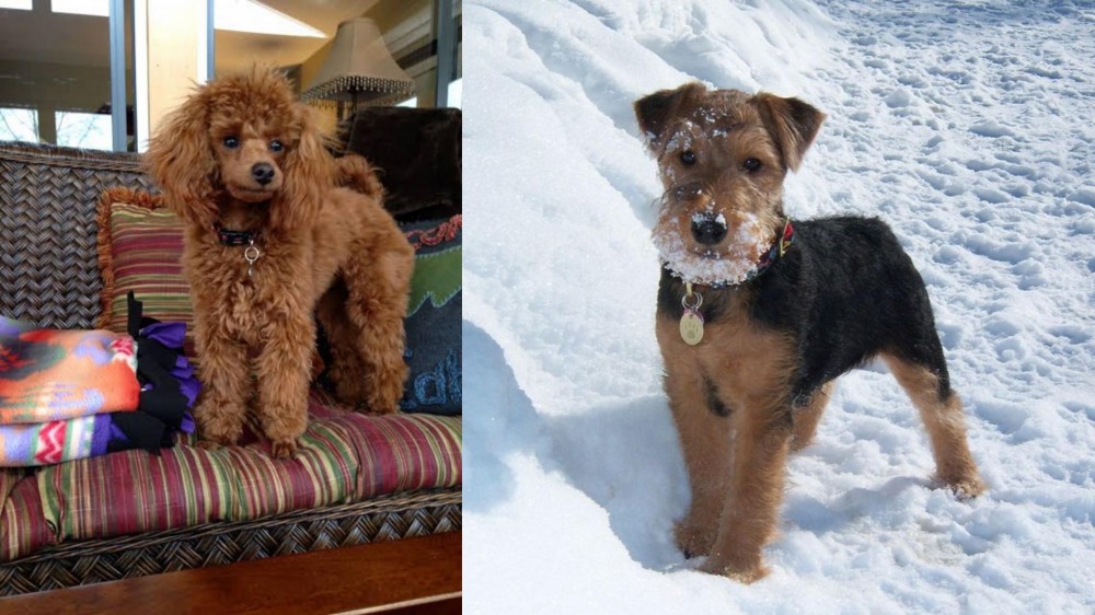 Welsh Terrier vs Miniature Poodle - Breed Comparison