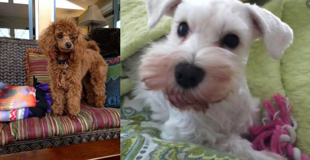 White Schnauzer vs Miniature Poodle - Breed Comparison