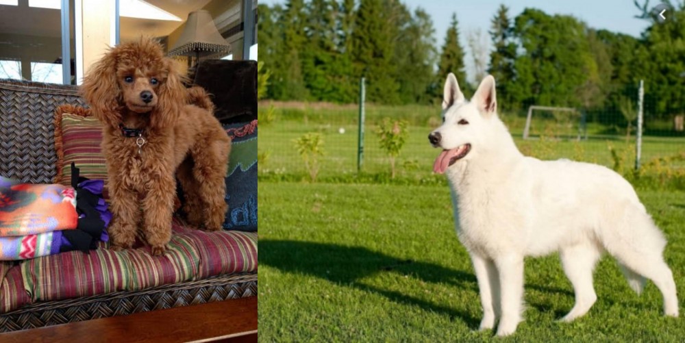 White Shepherd vs Miniature Poodle - Breed Comparison