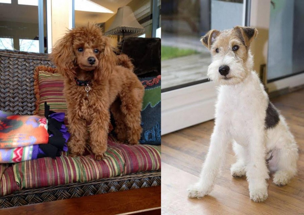 Wire Fox Terrier vs Miniature Poodle - Breed Comparison